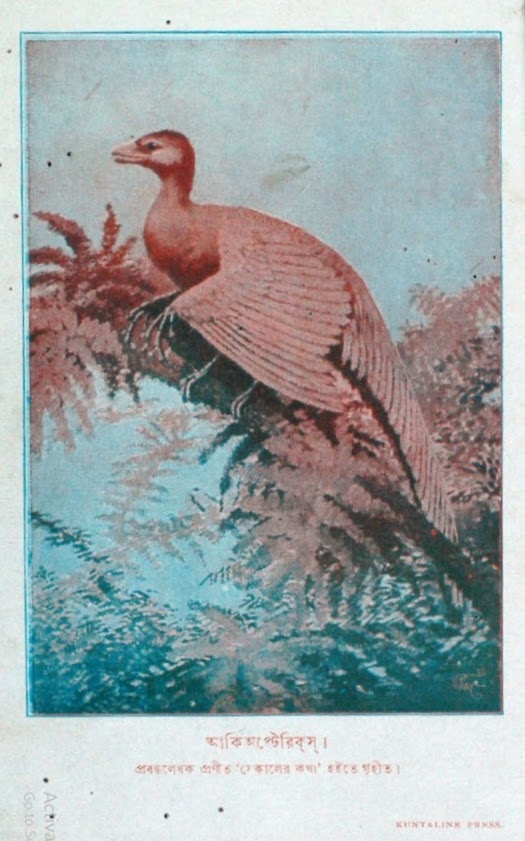 Three-colour illustration of ‘Archaeopteryx’ made by U. Ray for Sekaler Kathha in 1903.